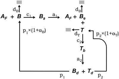 A Sensitivity Analysis Comparison of Three Models for the Dynamics of Germinal Centers